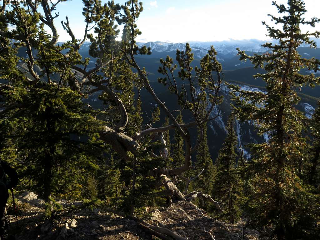 Limber pines on Prairie Mountain's standard route