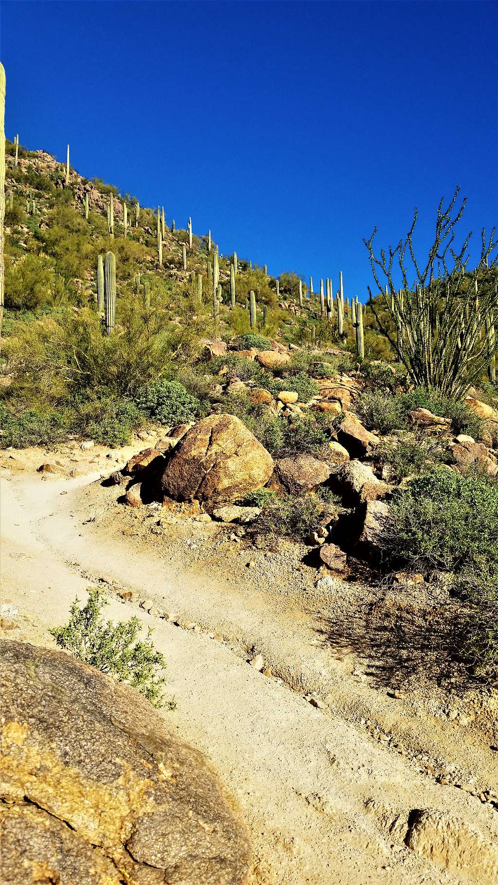 Cactus along the trail