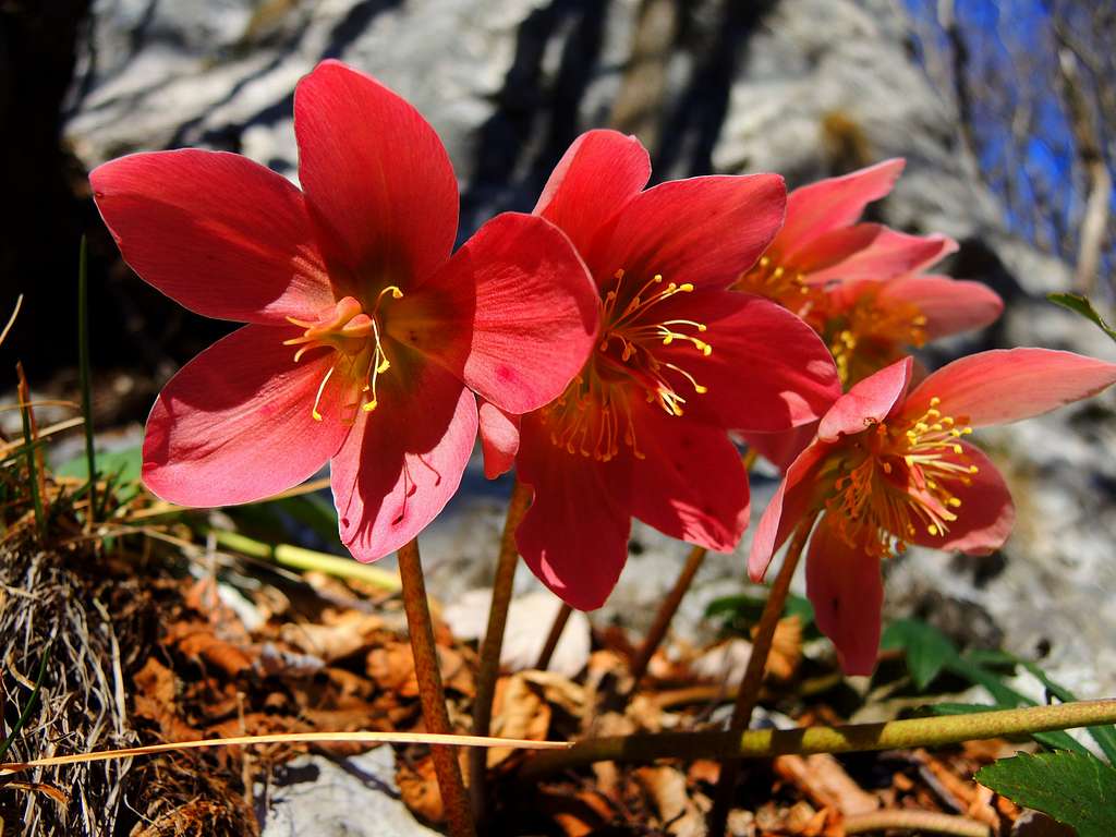 Wonderful blooming of the rebel plant (Helleborus niger) near the summit of Cima SAT