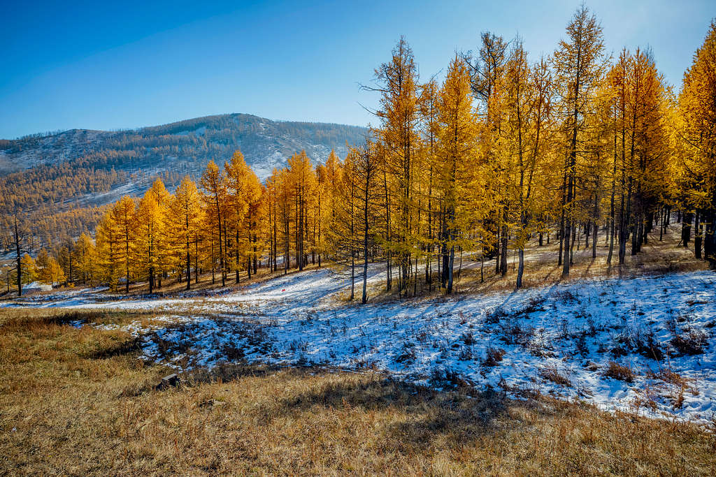 Golden Larch Trees in Autumn near Ulaanbaatar Mongolia
