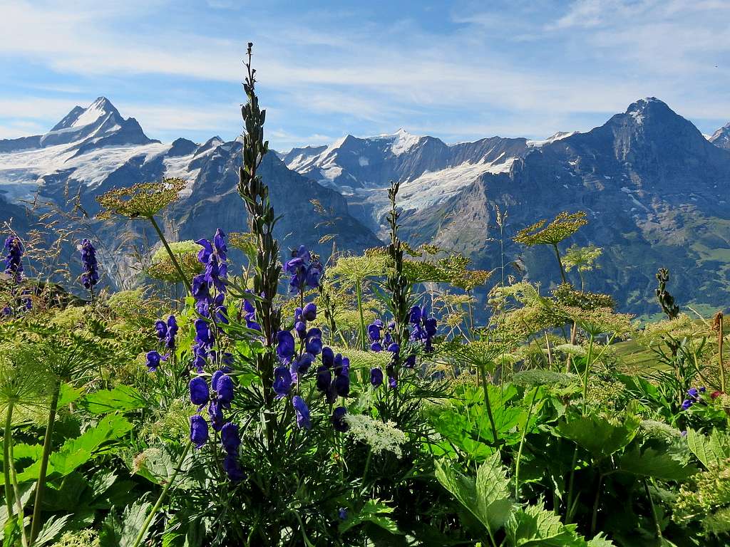 Schreckhorn, Eiger and some flowers