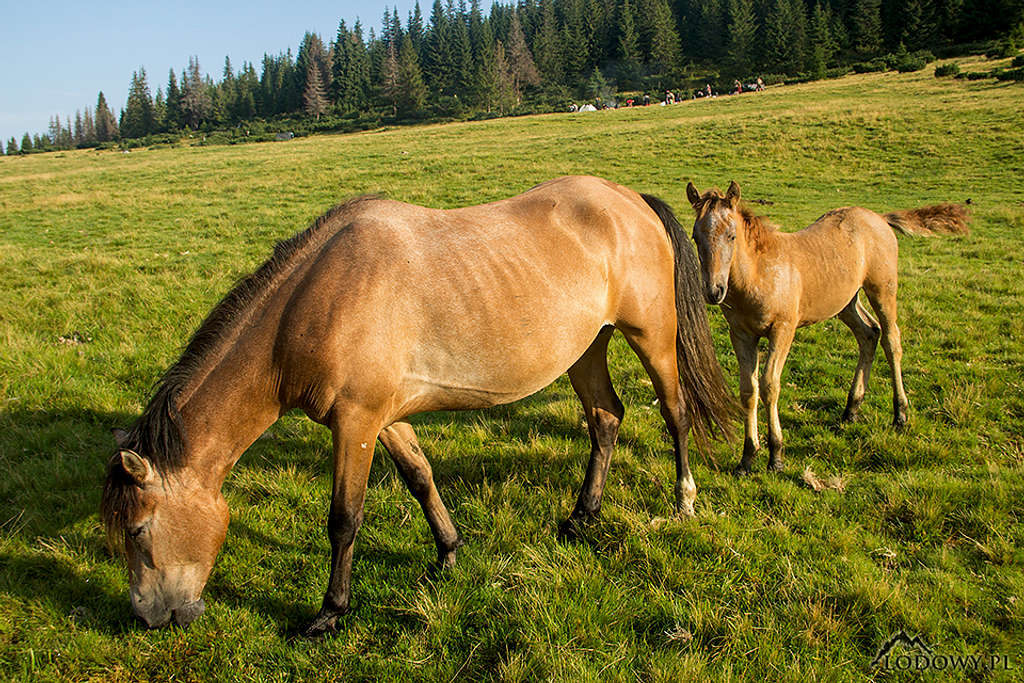 Horses from Pieklo