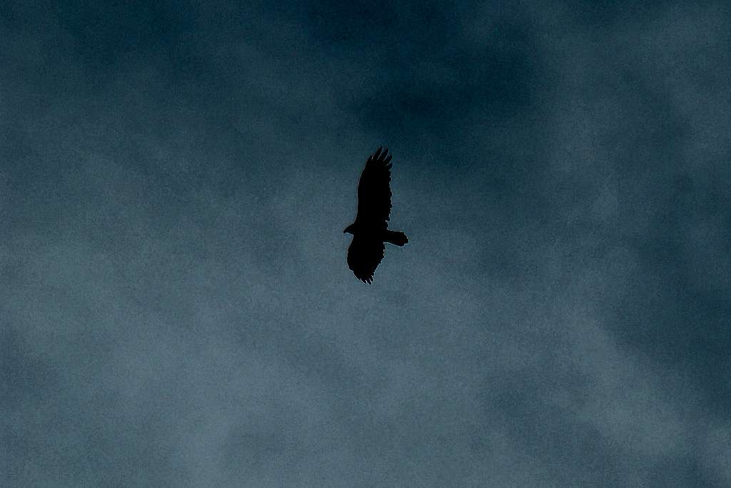 Soaring Hawk over Spring Canyon
