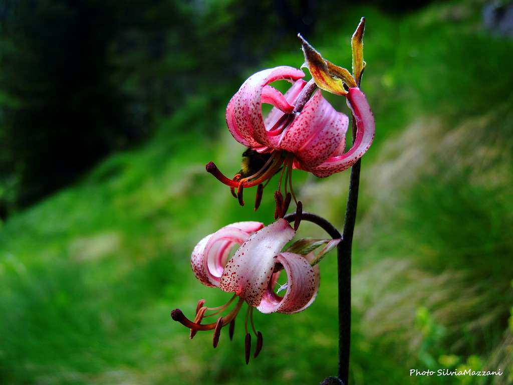 Giglio martagone (Lilium Martagon), Presanella