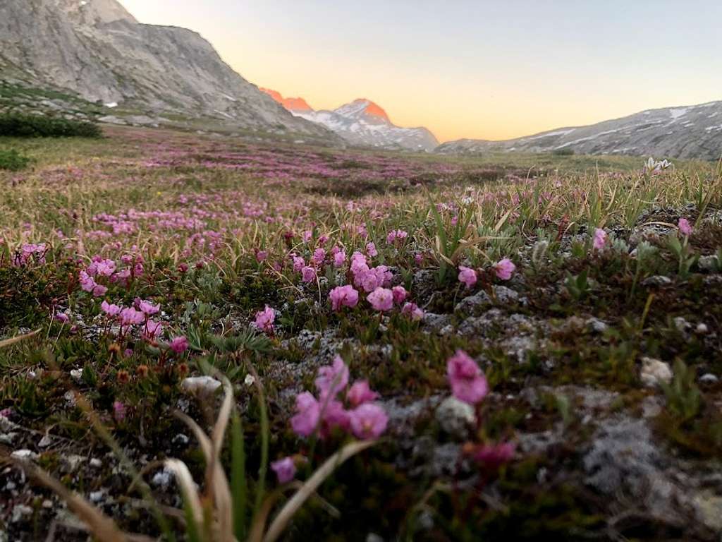 Scenic meadow during sunset in the Titcomb Basin of the Wind River Range