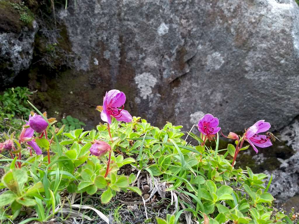 Flowers in Oo-sawa