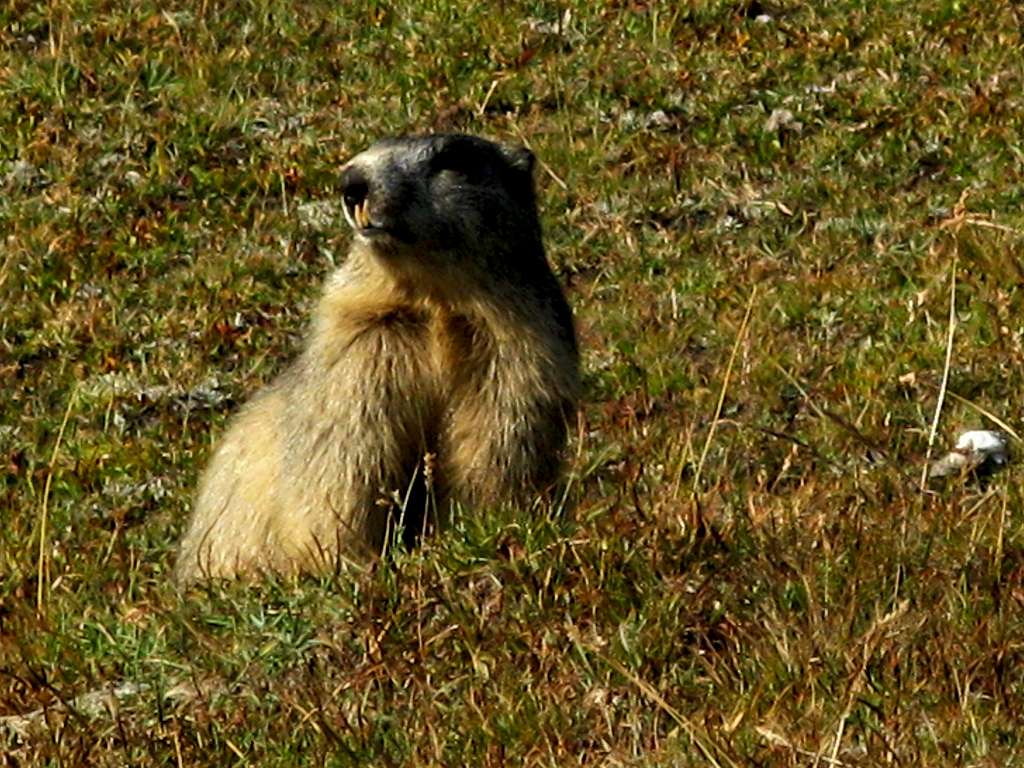 Marmot near La Taillante