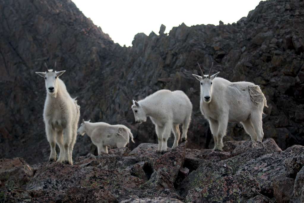 mountaingoats