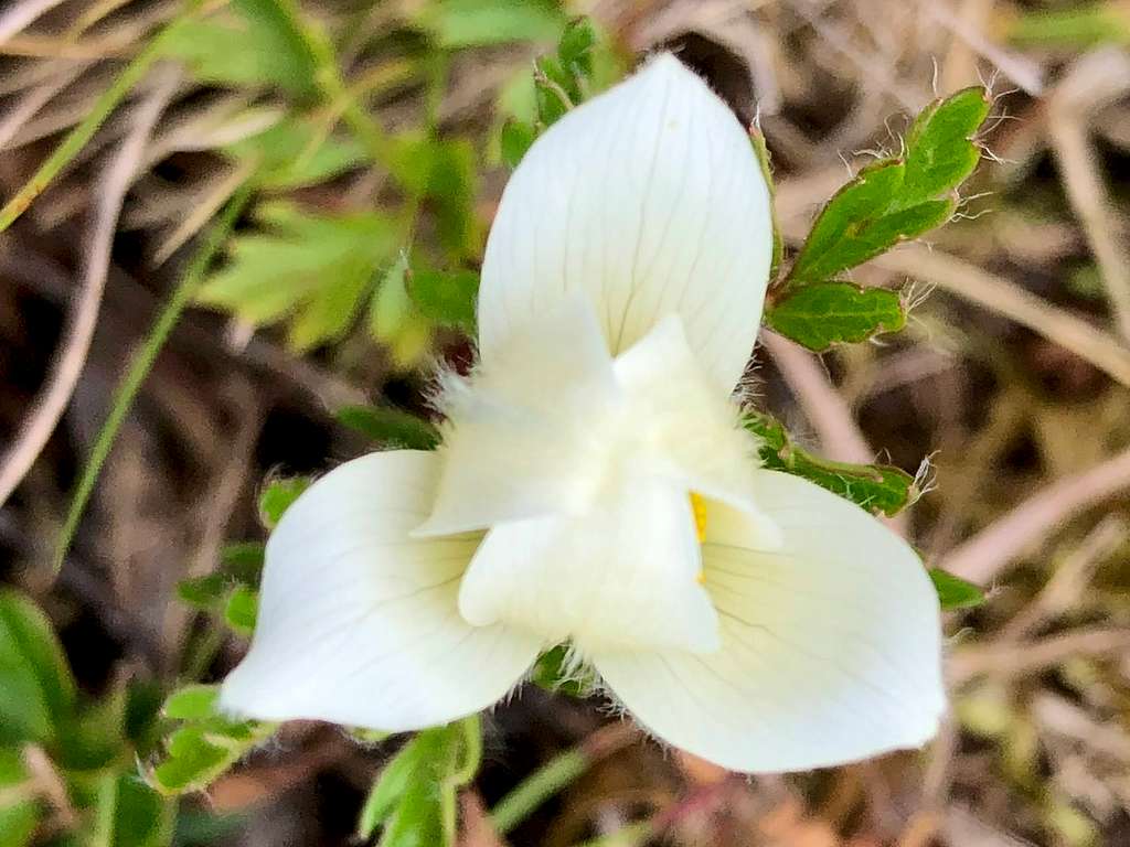 Alpine pasqueflower