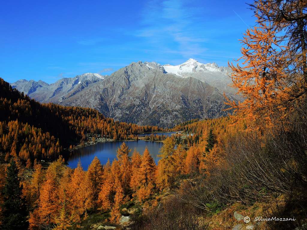 Larches around Lago di Garzonè