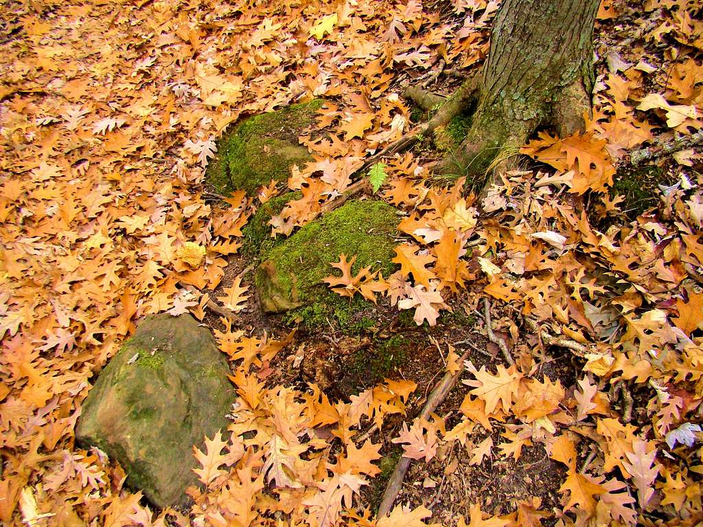 Oak Leaves Carpet a Wisconsin Forest Floor