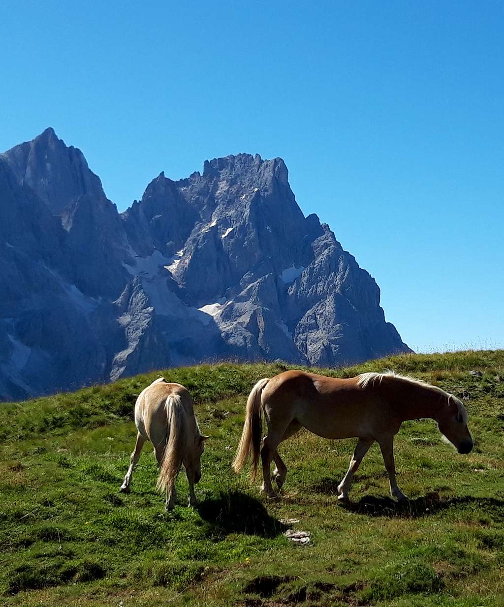 Horses on Passo Venegia, back the Cimon della Pala