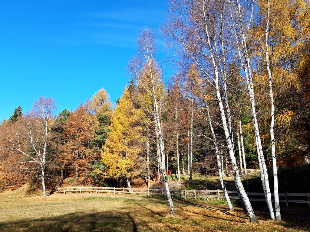 Larches and birches, the show goes on (Val di Cembra)