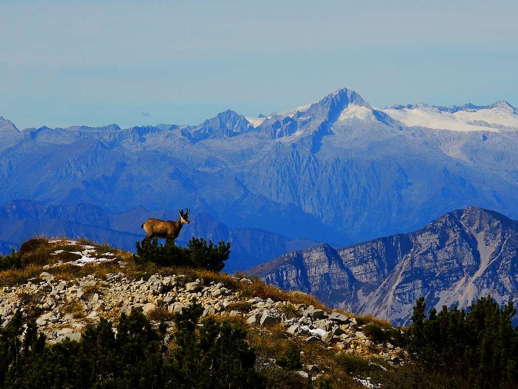 Chamois on the summit of Monte Roite