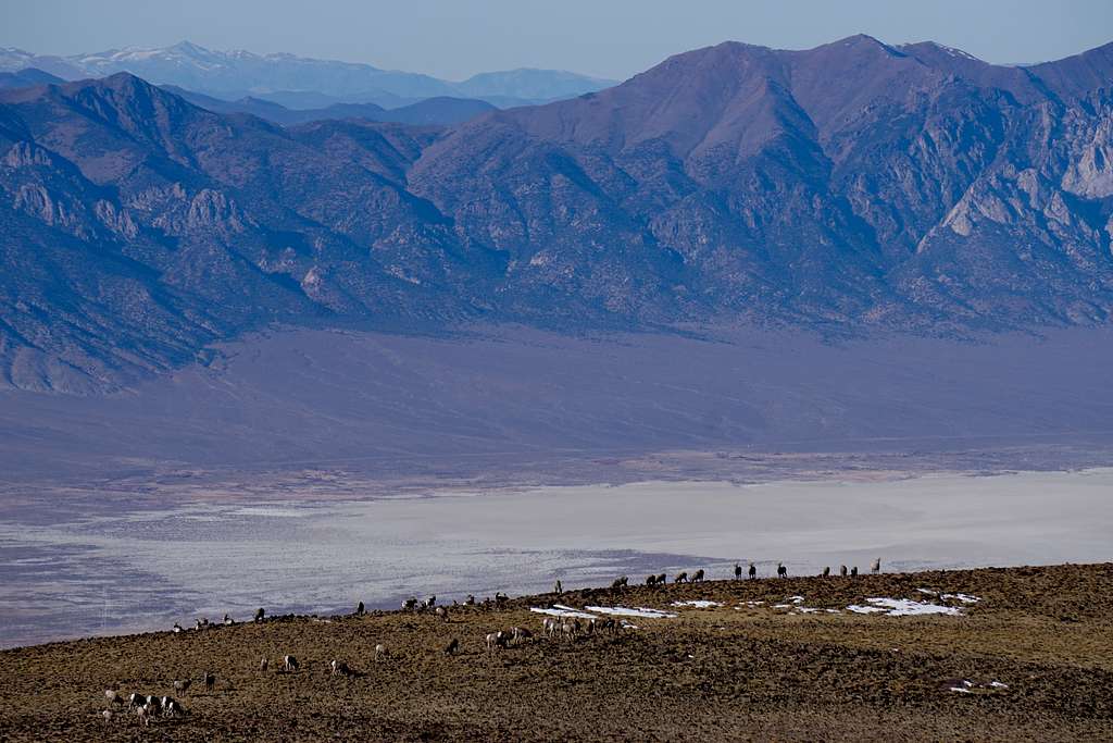 A herd of bighorns while looking west from Mt. Jefferson's north summit in Nevada; late Nov. 2020