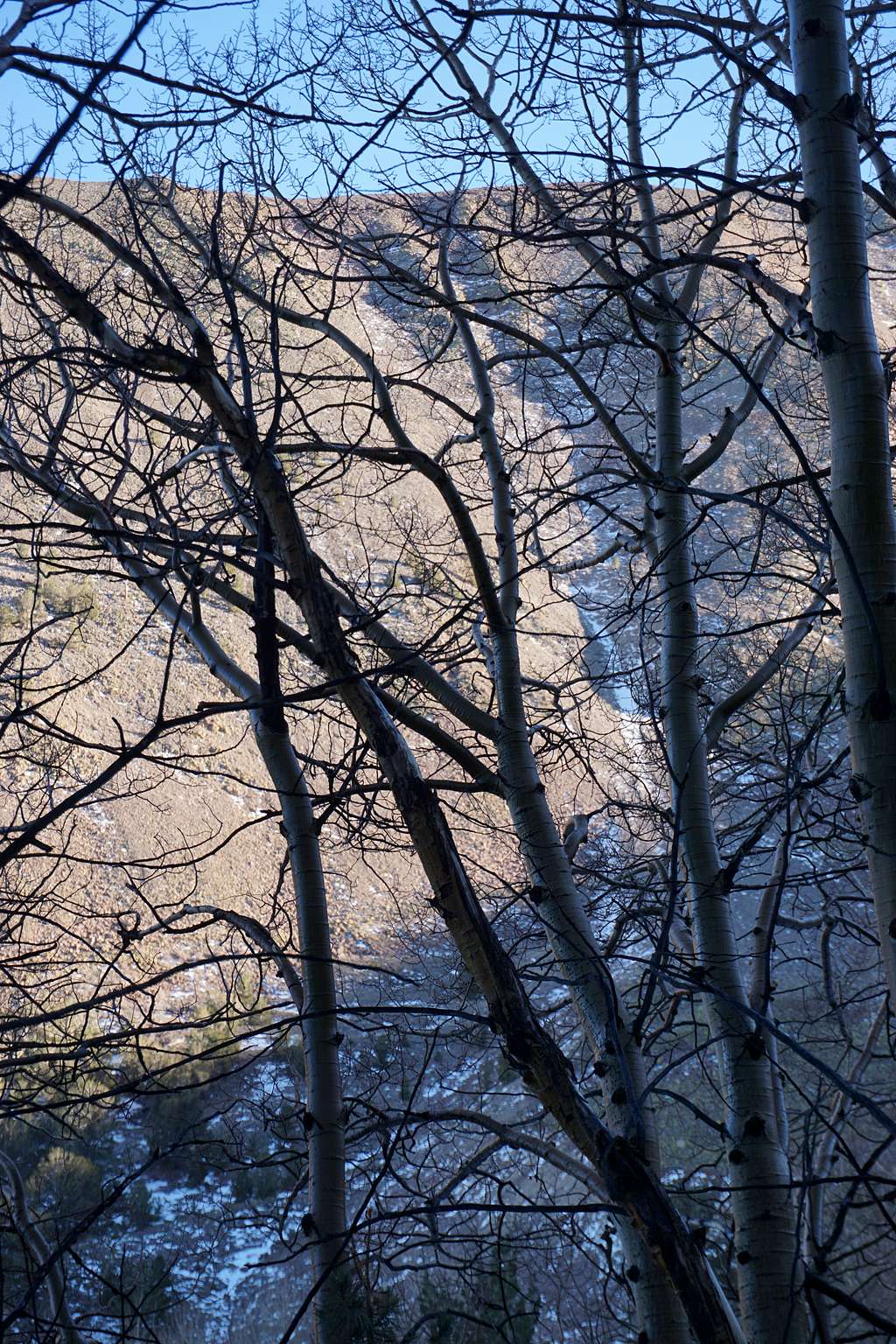 A portion of Mt. Jefferson's northeastern ridgeline as seen near Wells Creek through a grove of trees; late Nov. 2020
