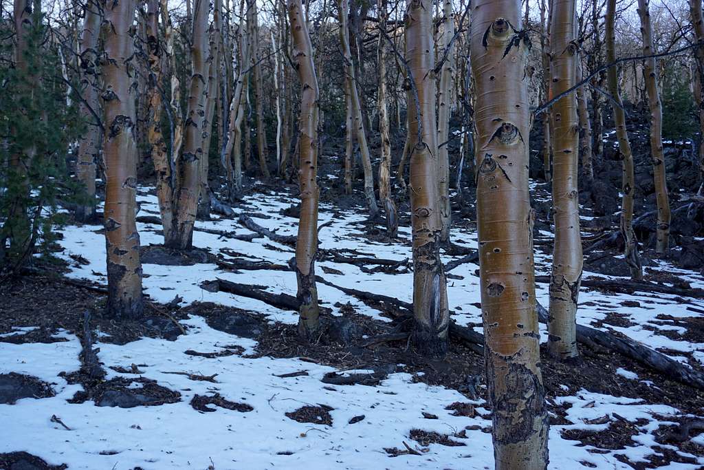 A forest of brown aspens on Mt. Jefferson's northwest side; late Nov. 2020