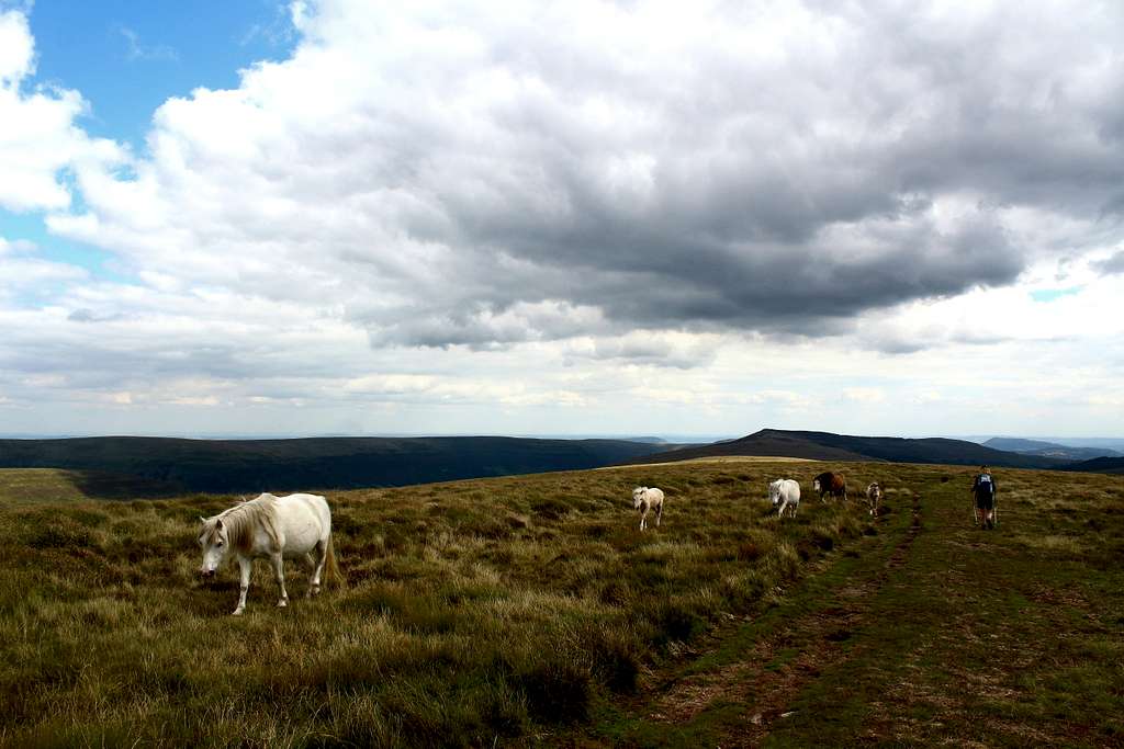 Wild ponies of the Black Mountains.