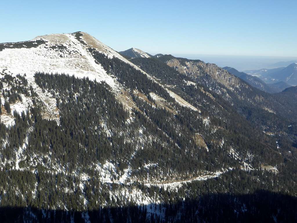 Brünstelkopf