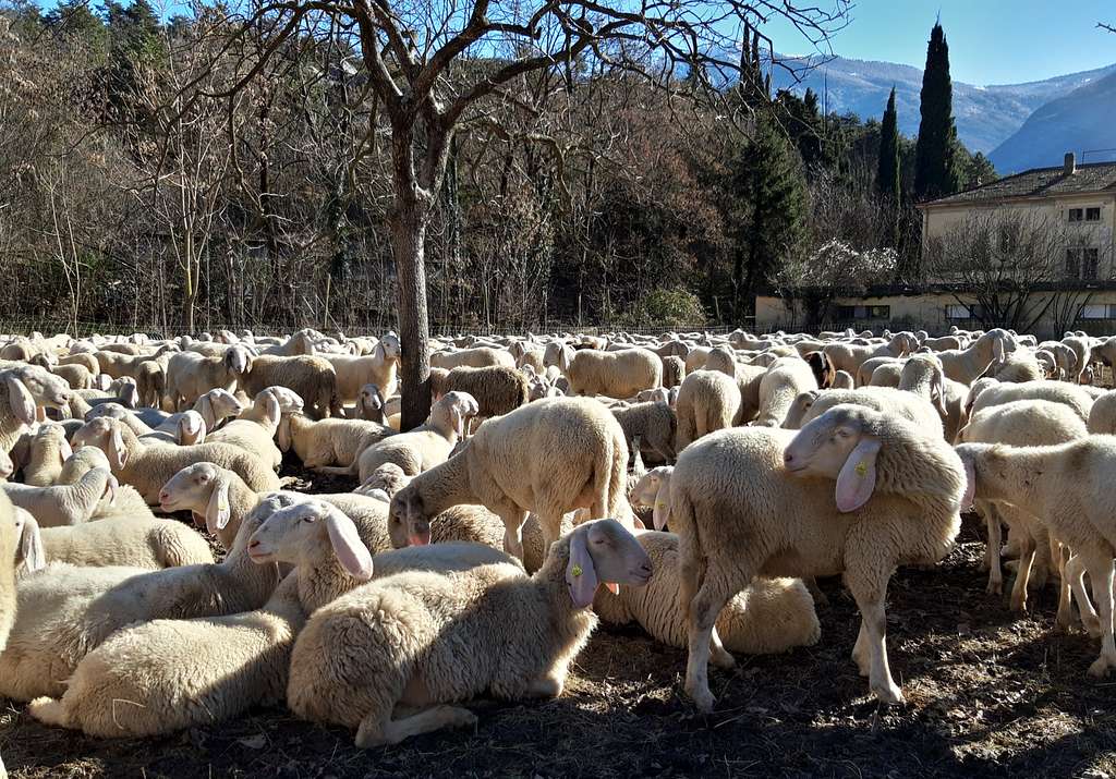 Flock of sheep in the Sarca Valley