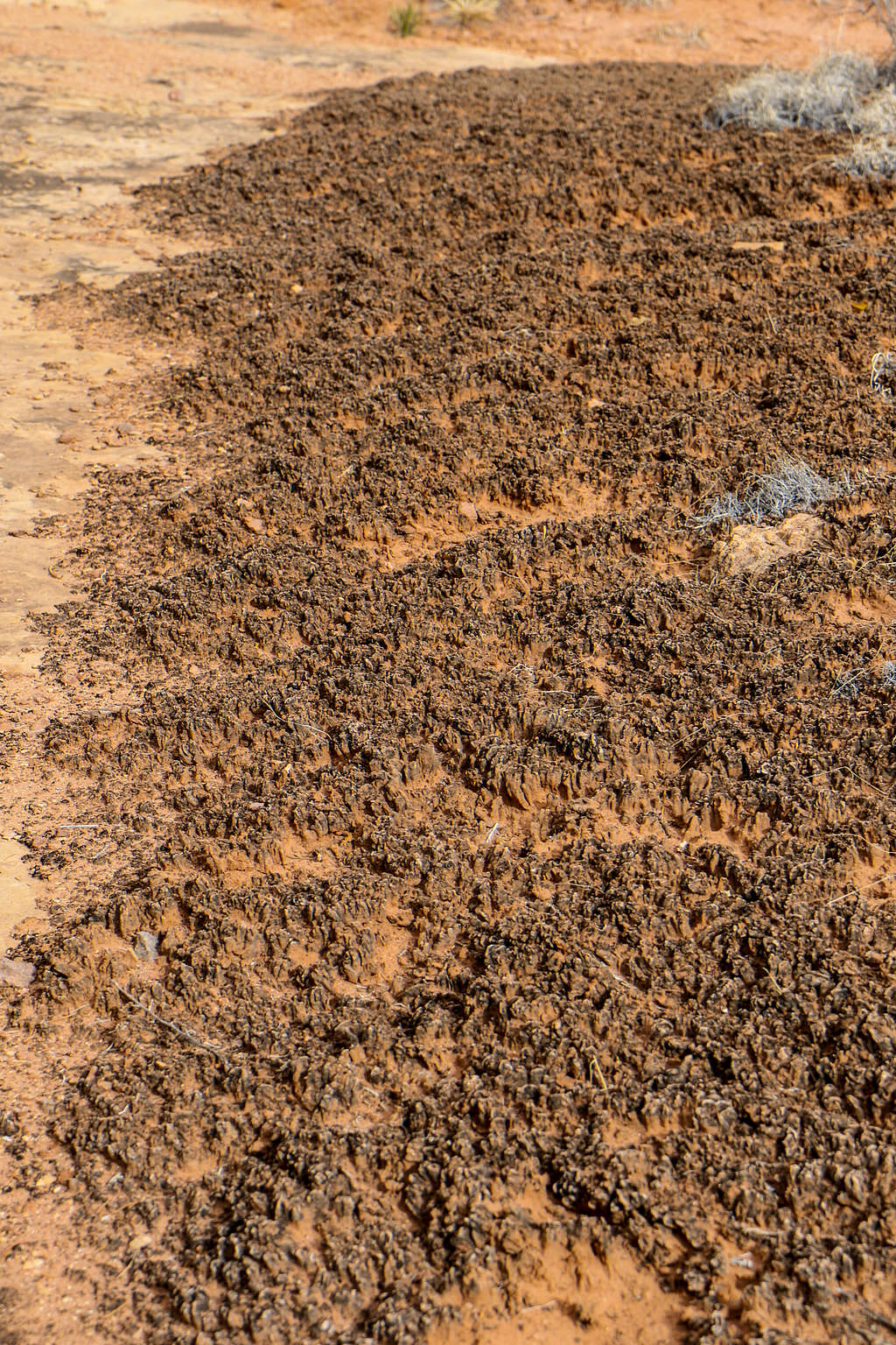 Cryptobiotic Soil near Paul Bunyan's Potty Arch