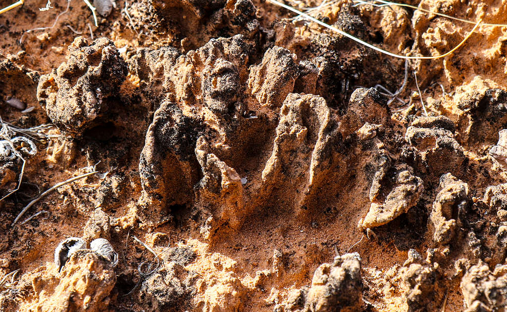 Cryptobiotic Soil Crusts (close-up) near Paul Bunyan's Potty Arch
