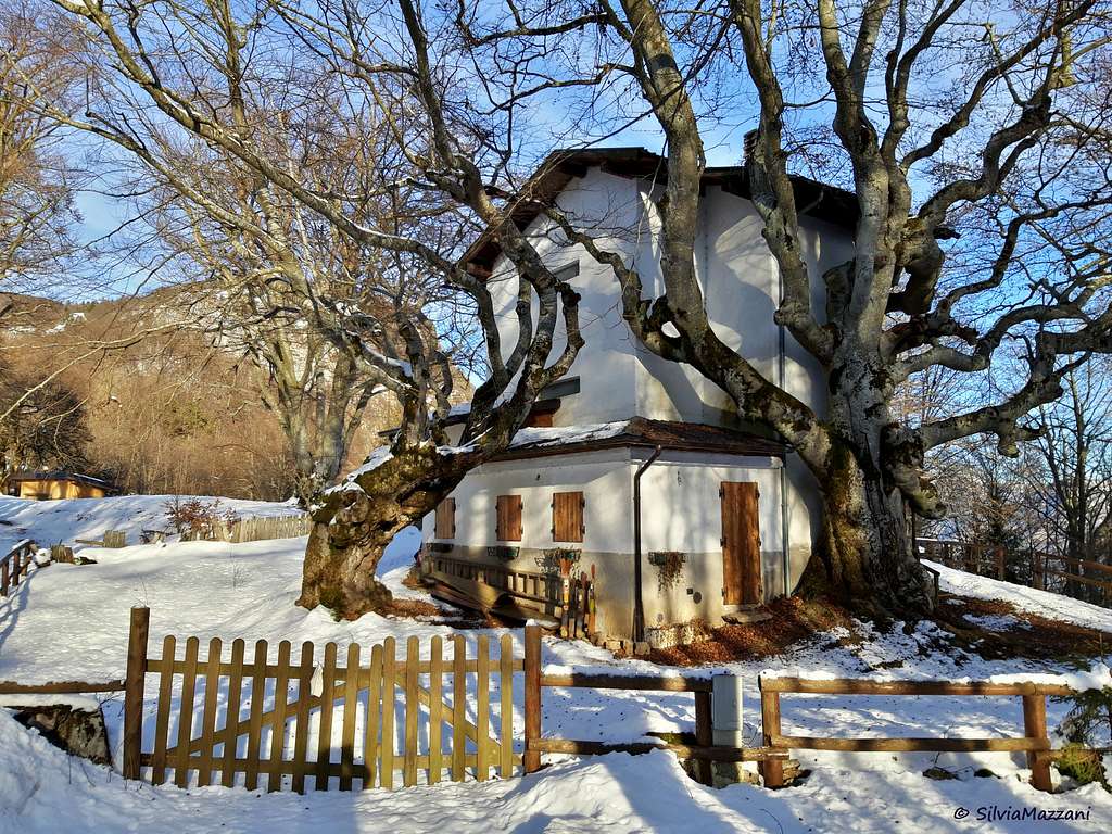 A two tree house, Marcarie
