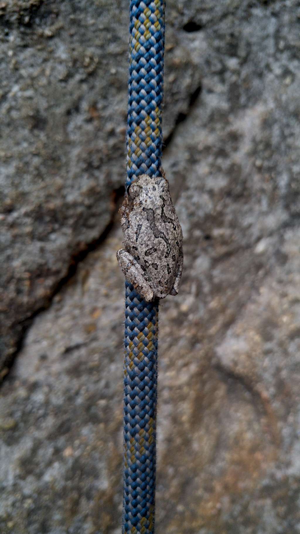 Frog Climbing My Climbing Rope