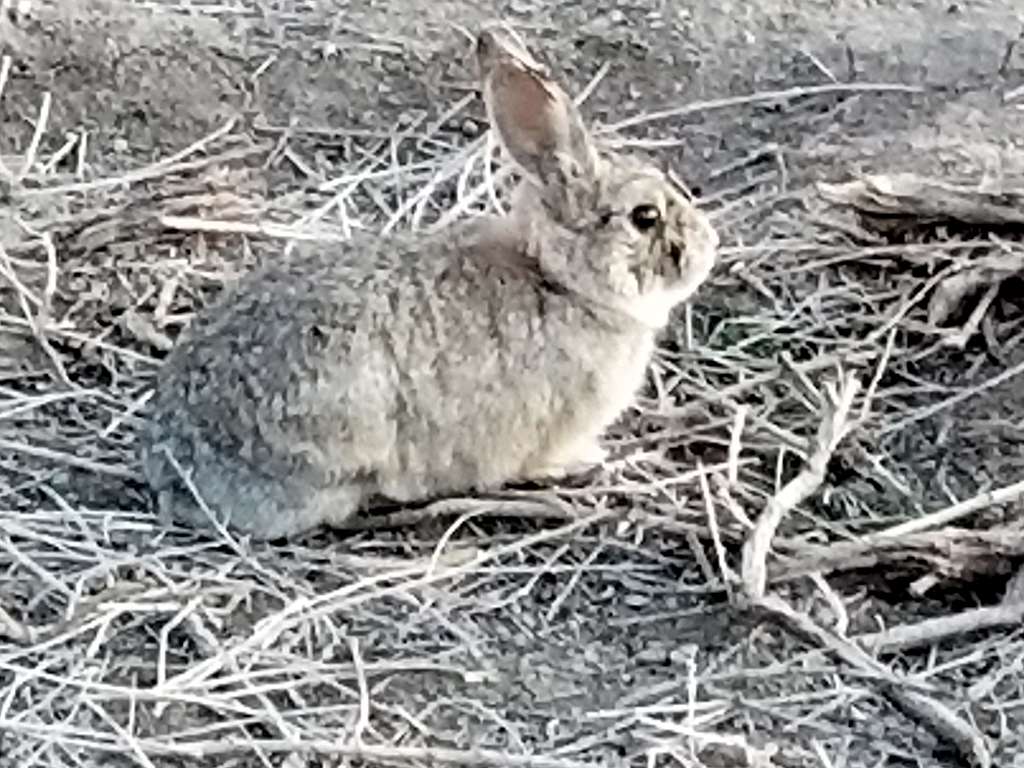 Rabbit along the Corn Lake Trail