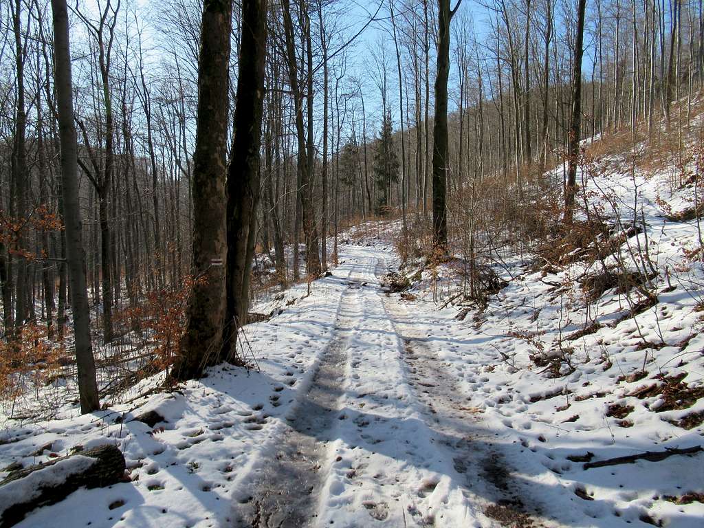 Red Trail near Jedlina Zdrój