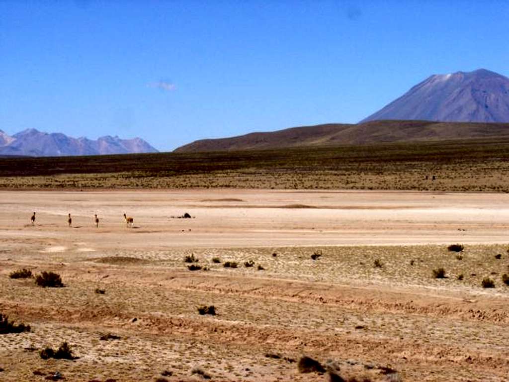 A group of vicuñas running...