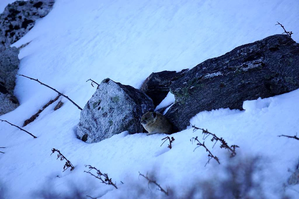 Morning Pika peaking out from the den in the Ruby Mountains