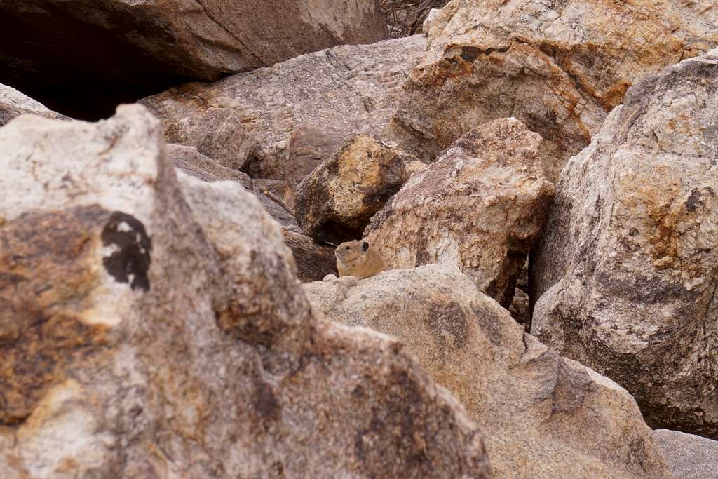 Pika seen on east side of Lamoille Canyon's right fork