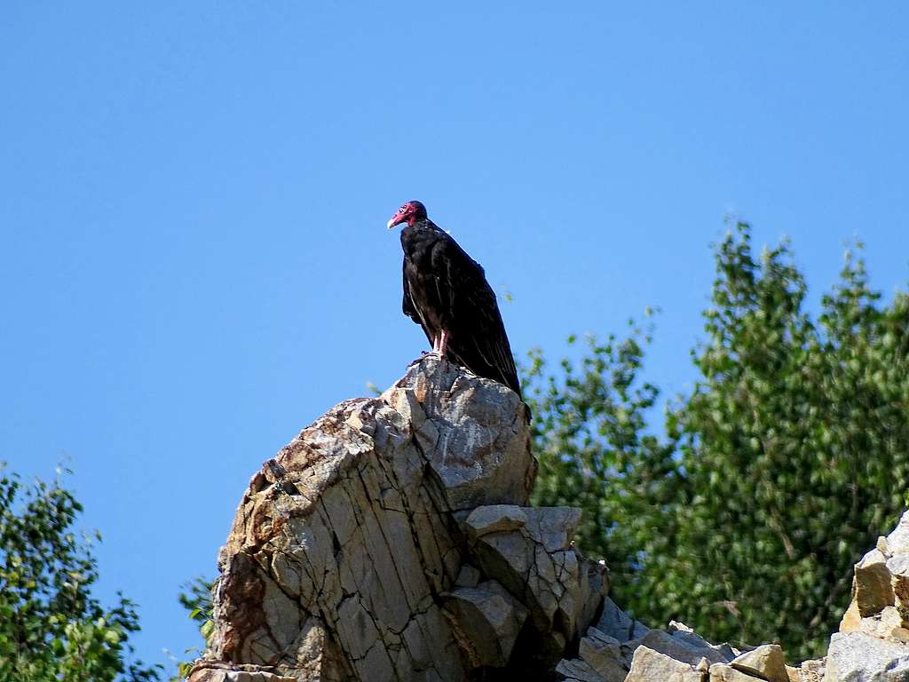 Rib Mountain Turkey Vulture