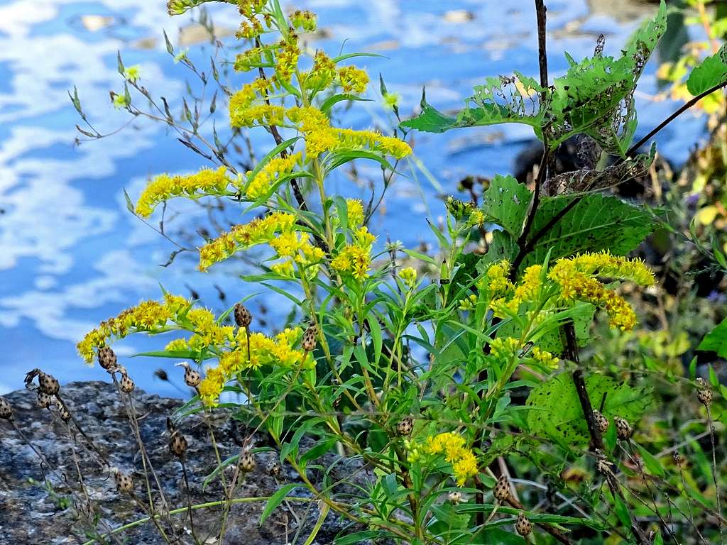Colorful Wildflowers along the river by Petenwell Rock