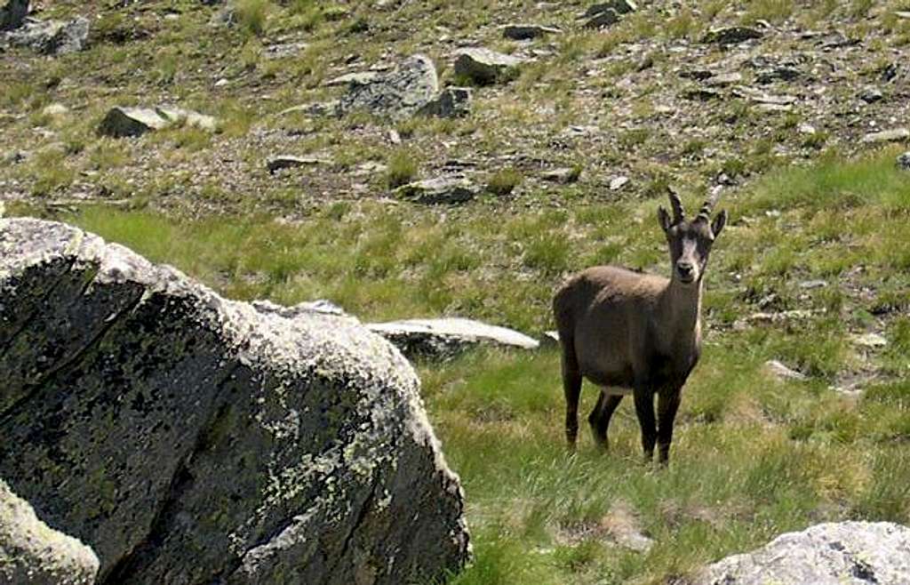Gran Paradiso GROUP: a female Capra ibex