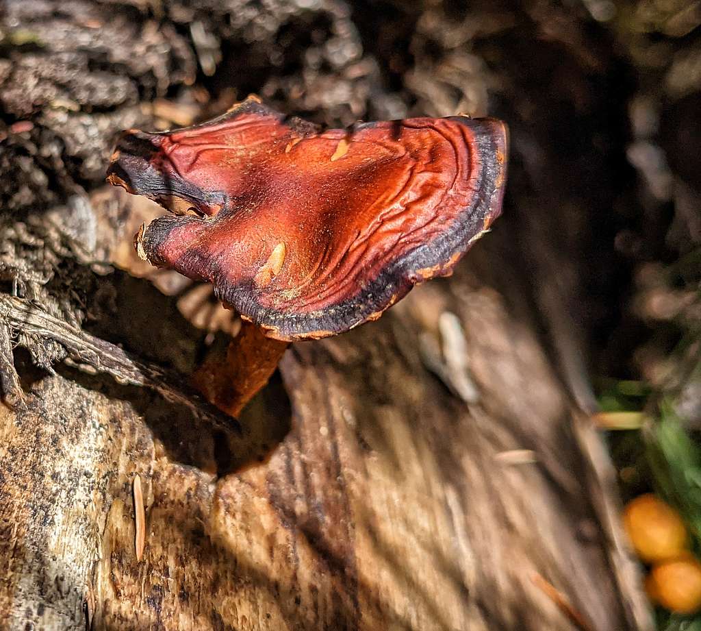 9-Red Mushroom