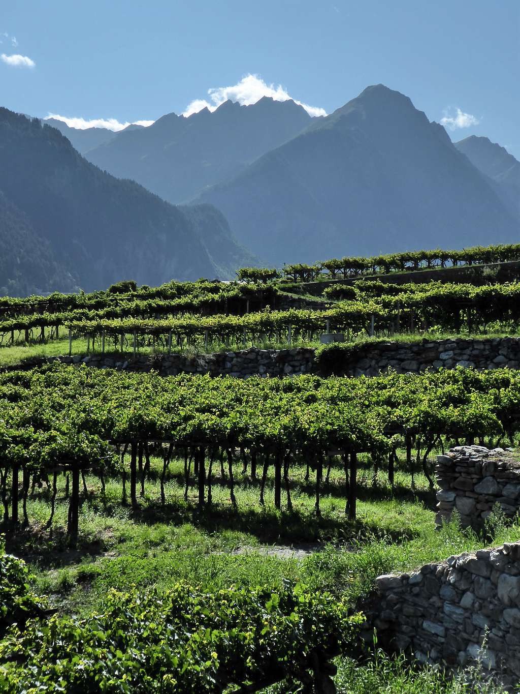 The highest alpine vineyards at Morgex-La Salle dominated by Crammont