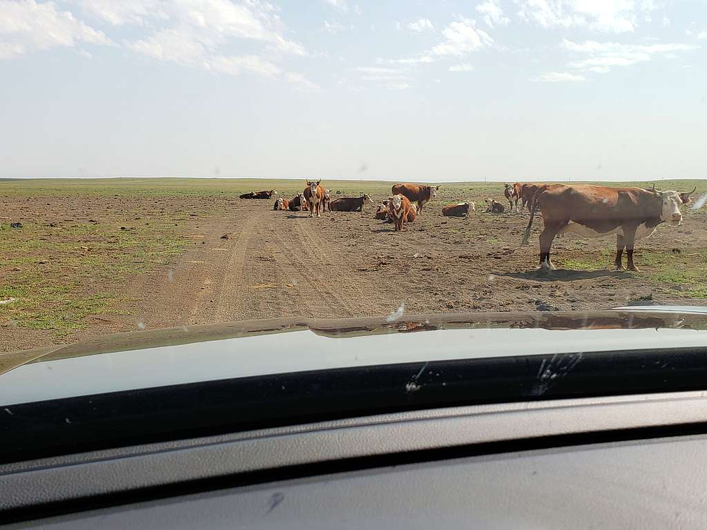 Cattle on the road