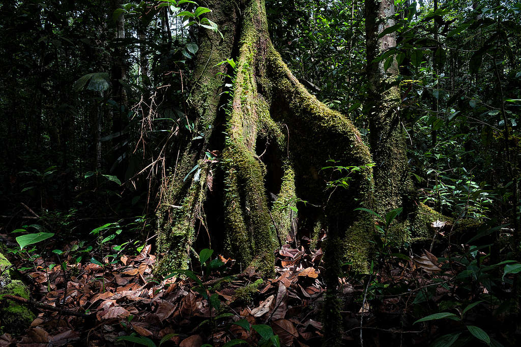 amazon rain forest