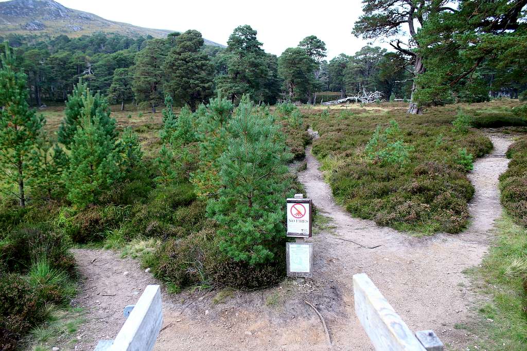Paths from the river crossing near Derry Lodge