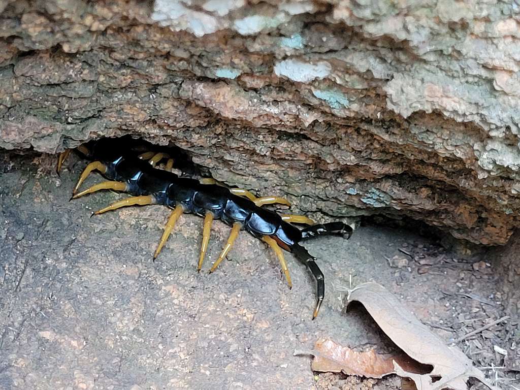 Giant Red Headed Centipede