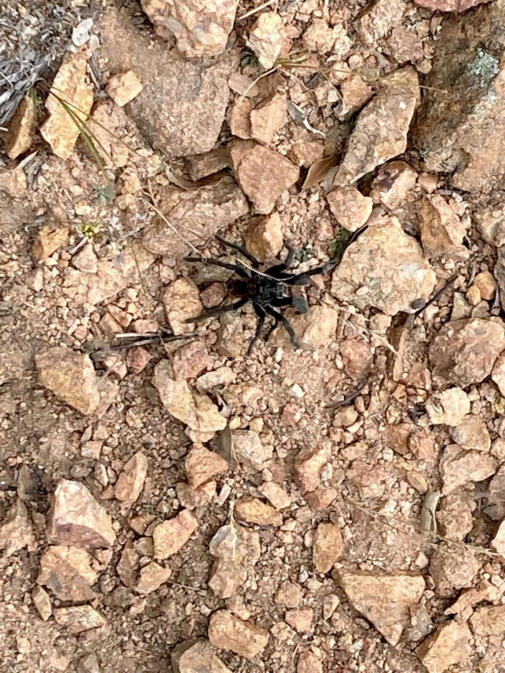 Tarantula on the trail coming down Thumb Butte