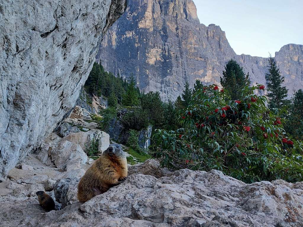 Marmot near Sass Pordoi, Sella group