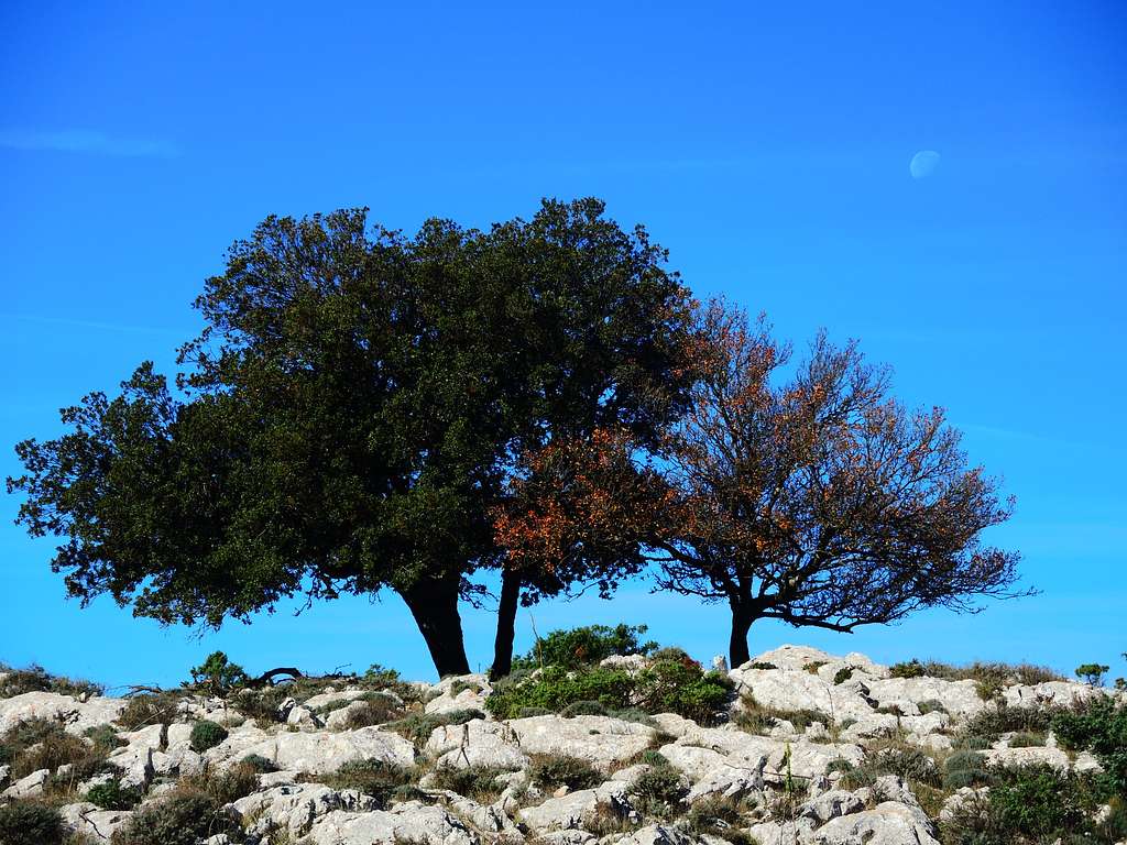 The trees and the moon, Campu 'e Susu