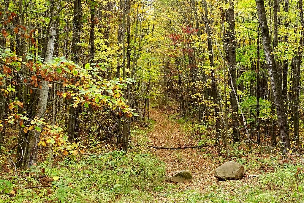 An Unmarked Side Trail in the Forest