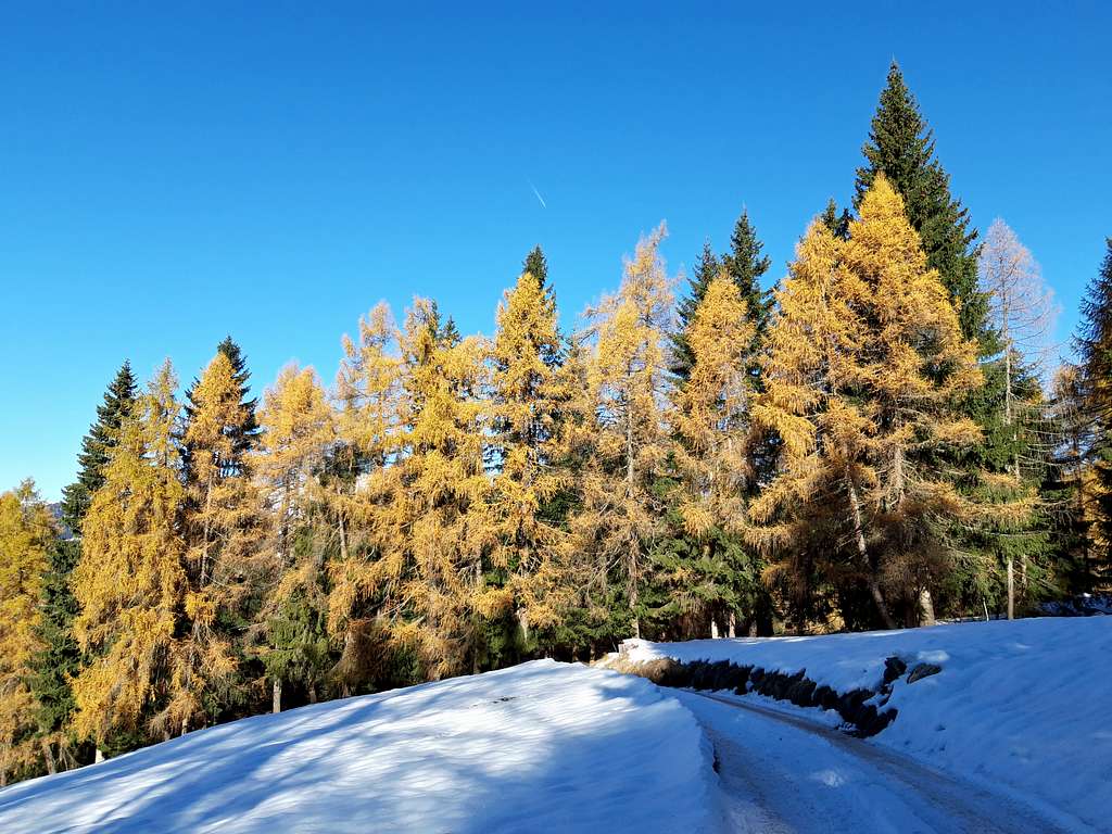 Yellow larches on Doss de Solomp