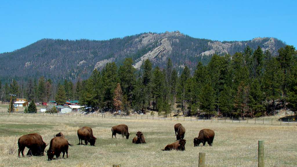 Bison Grazing on the South Side of Sylvan Peak