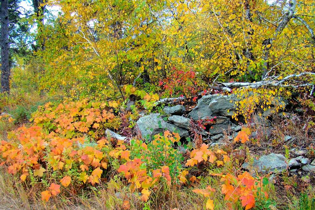 Trailside Color on Mt. Theodore Roosevelt