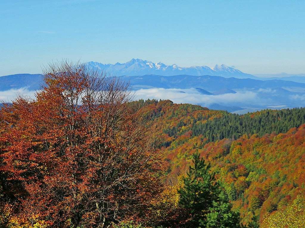 Colored beeches and Tatras in distance
